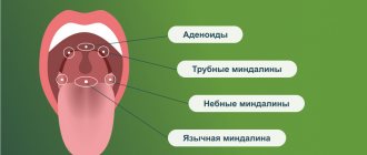 Anatomy of the throat: location of the tonsils