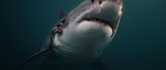 Great white shark (33 photos)