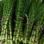 horsetail