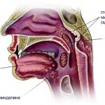 Tonsils in the nasopharynx