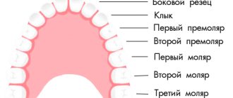 названия зубов в стоматологии