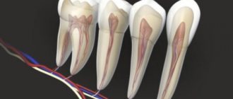 tooth nerve