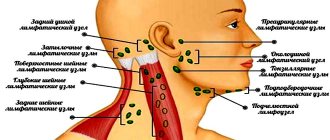 Parotid lymph nodes