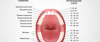 The order of eruption of molars in pictures