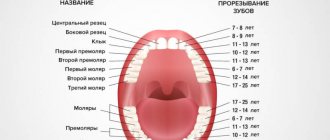 Scheme of cutting molars