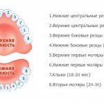 Схема прорезывания зубов