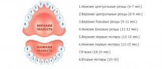 Схема прорезывания зубов