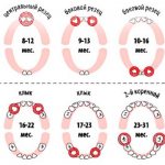 Diagram of teething in infants