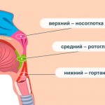 Строение глотки