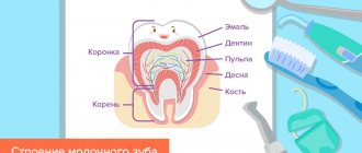 Строение молочного зуба в картинках