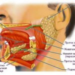 The structure of the sublingual region