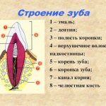 tooth structure