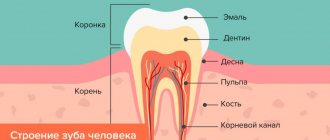 строение зуба