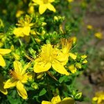 St. John&#39;s wort