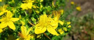 St. John&#39;s wort